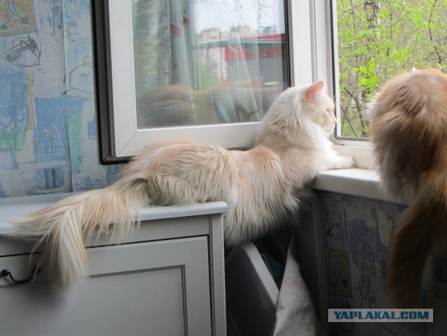 Котовторник