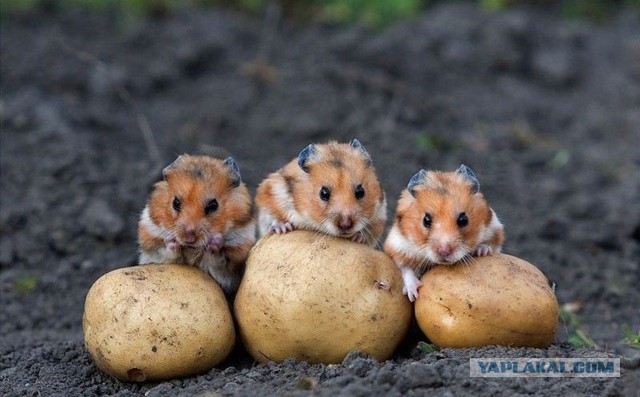 Сняли эмбарго