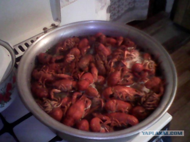 Вот это крабы в Австралии