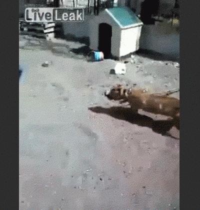 Слабоумие и отвага