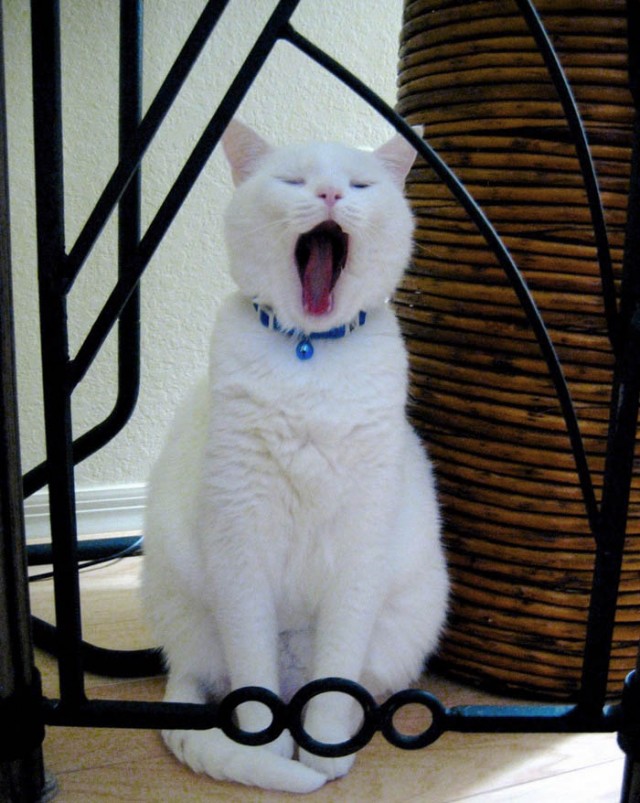 Котомет на вторник!