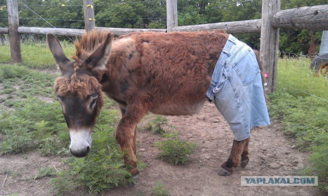 Небольшой микс картинок и гифок