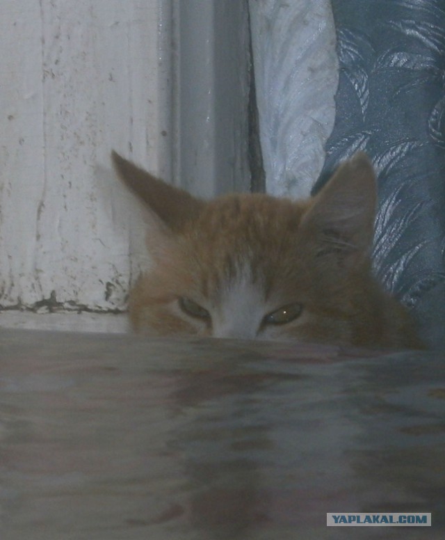 Котовторник 09.08.2016