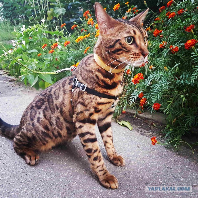 Сколько живут бенгальские кошки