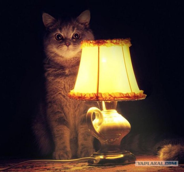 СтопХамСПб - Ставки увеличились