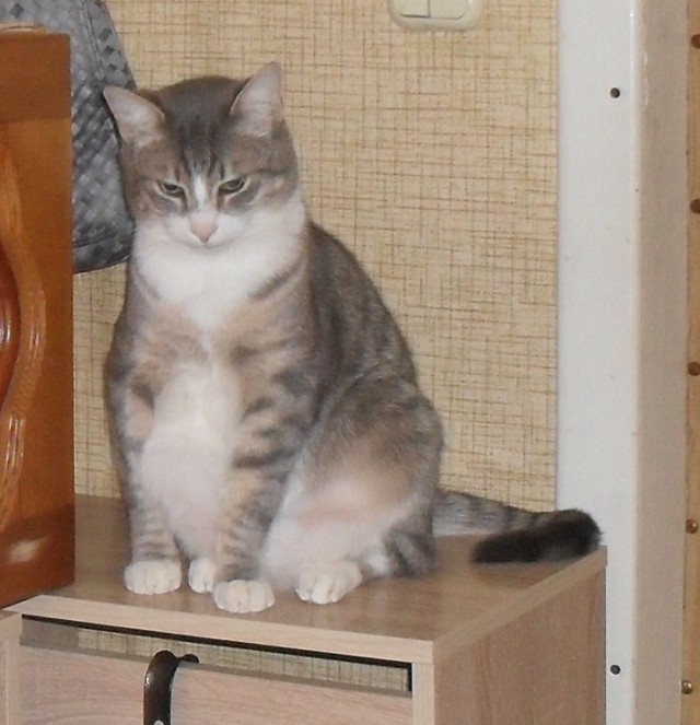 Котовторник 13.12.2016