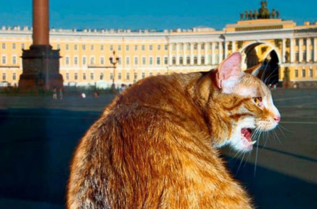 Россия оказалась на первом месте в мире по числу кошатников