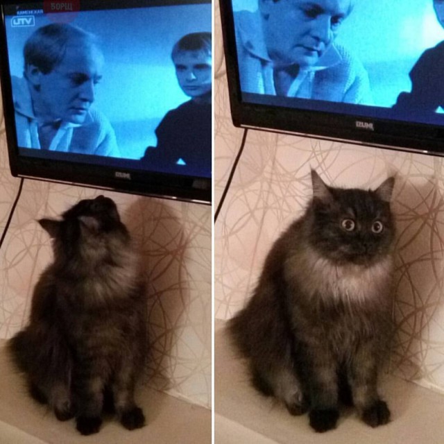 Коты и Кошки