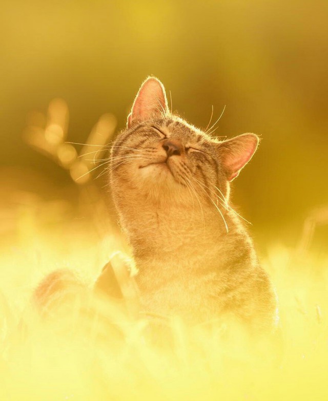 Коты и Кошки