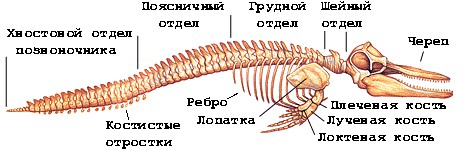 Пирог с мойвой