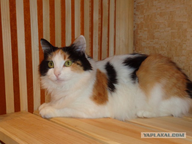 Котовторник