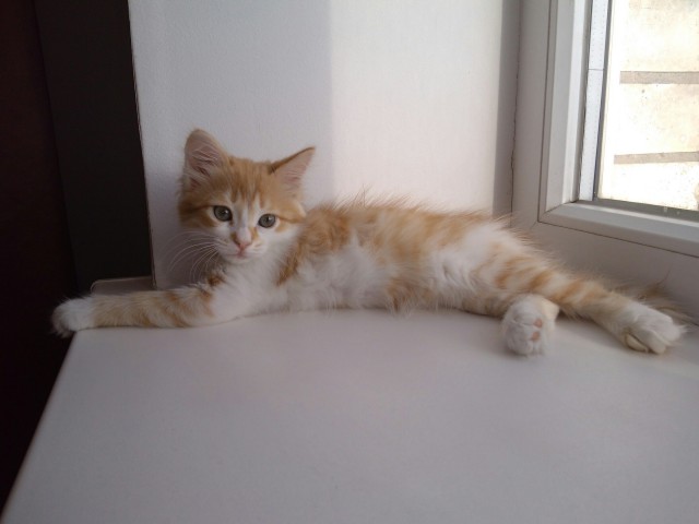Котовторник