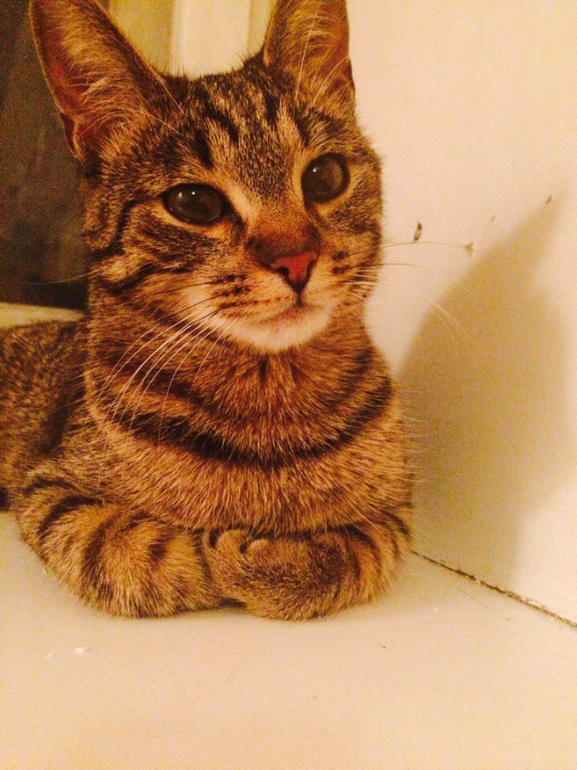 Коты и Кошки