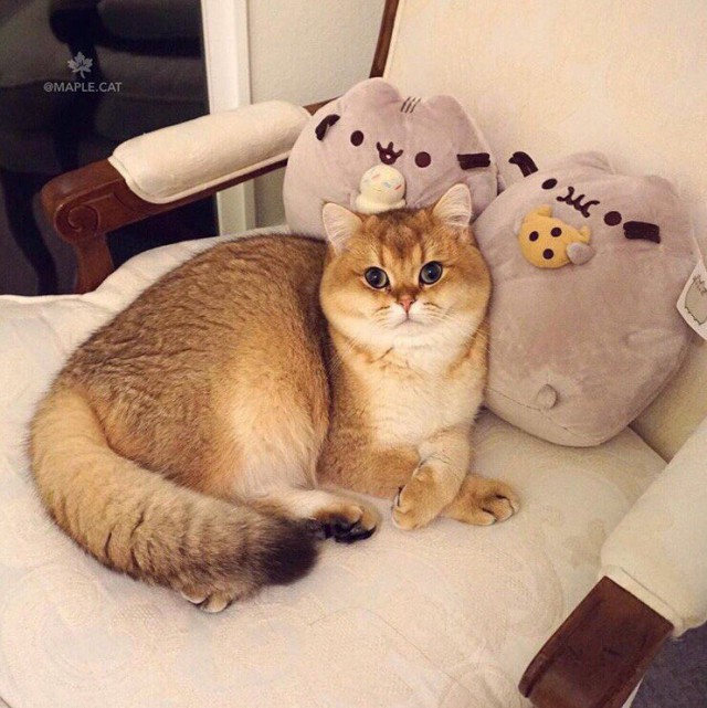 Прикольных котов пост