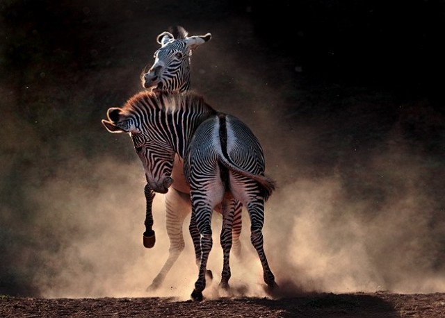 Потрясающие фото животных.