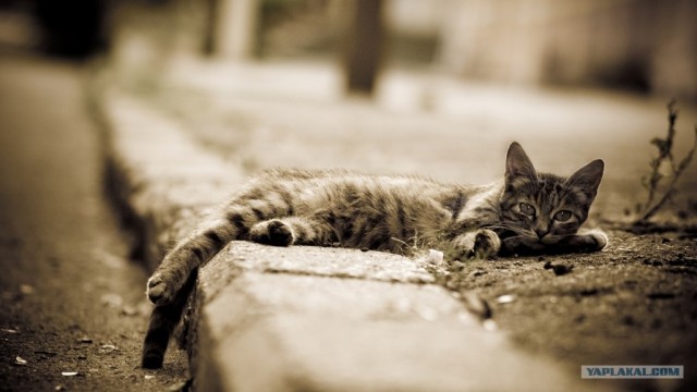 Котовторник в ЯПонии (58 фот)