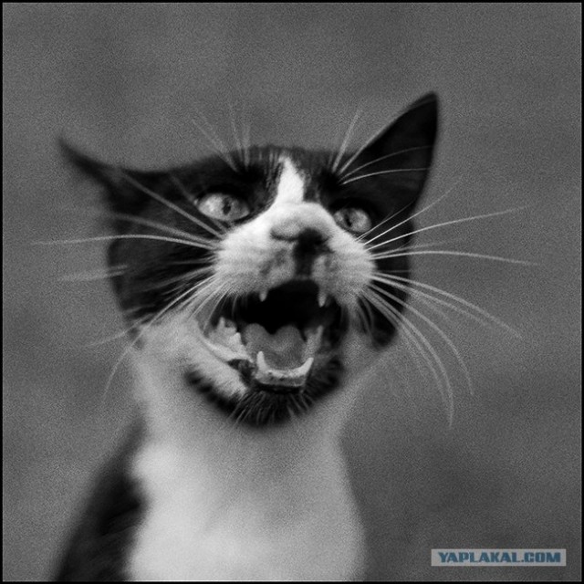 Котовторник?! Коты во вторник!