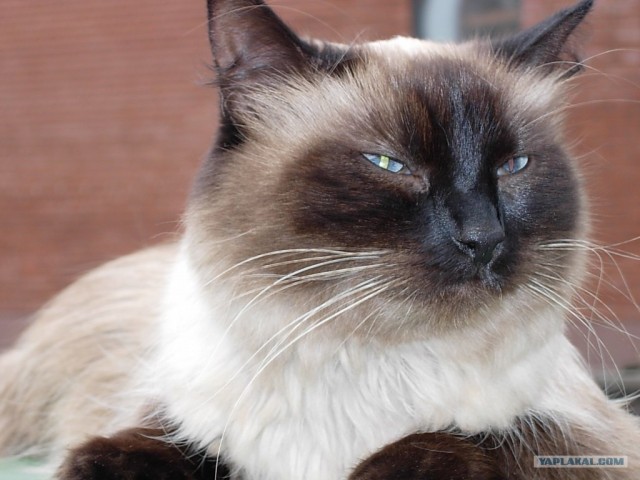 Котовторник (24.03)