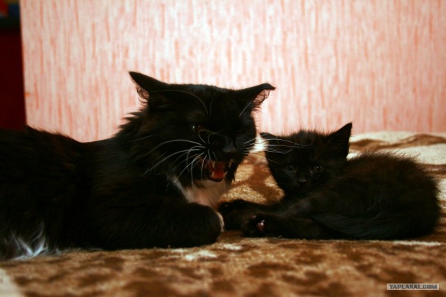 Котовторник!