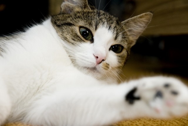 Котовторник, для любителей кошек