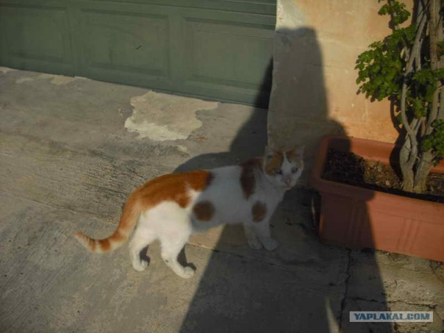 Профессиональный котовторник