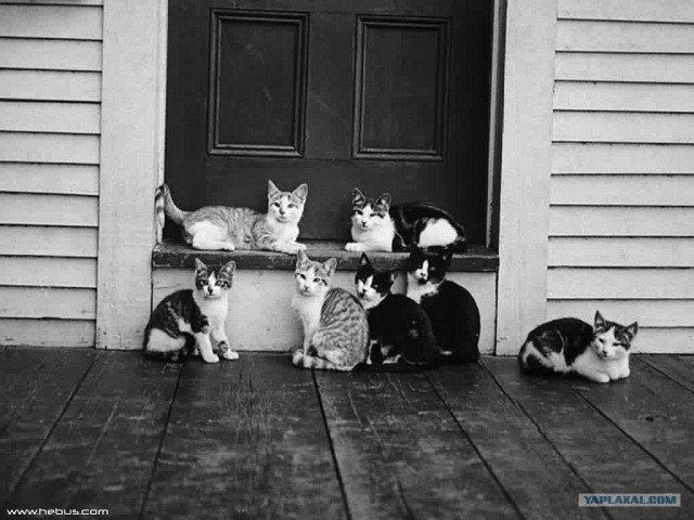 Котовторник так котовторник!