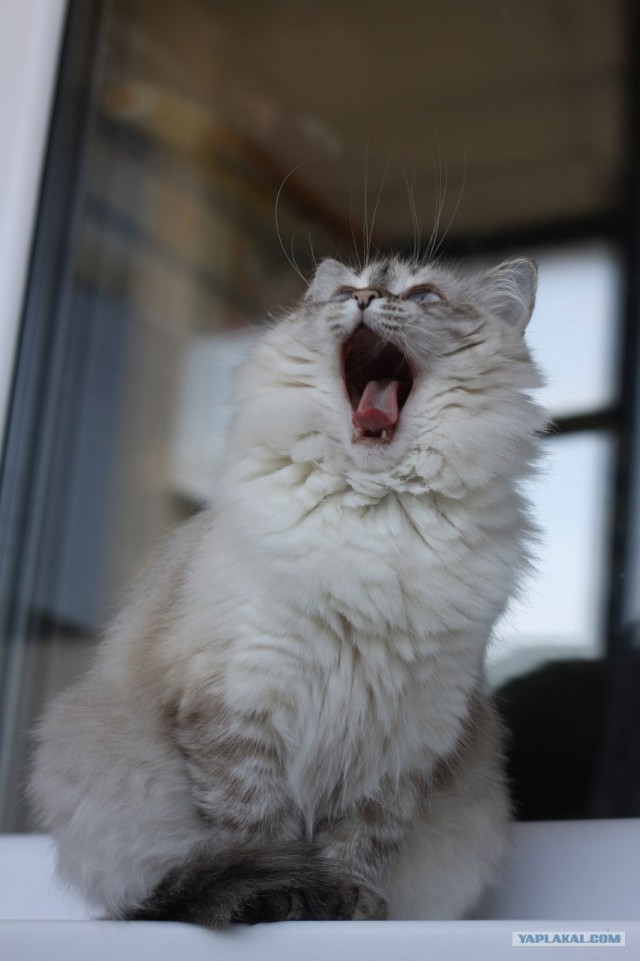 Котовторник! 08.11.11