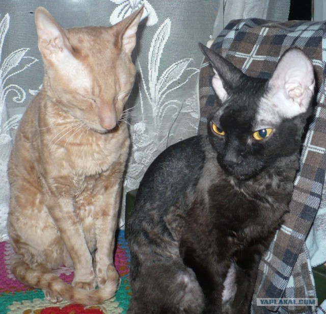 Котовторник (14.02.2012)