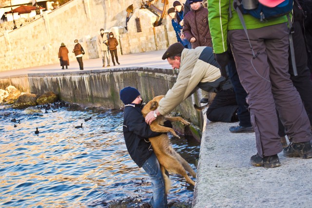 Спасение собаки. Как это было.