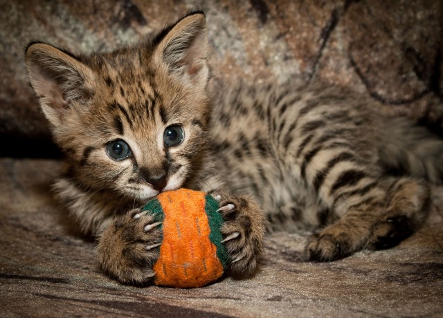 Котовторник 10.04.2012