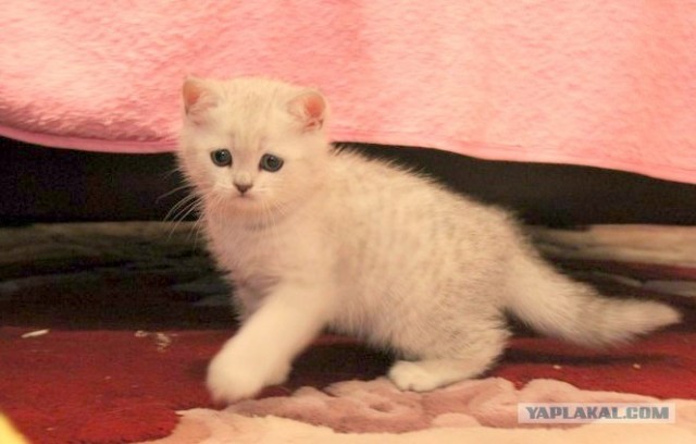 Котовторник 1 мая 2012