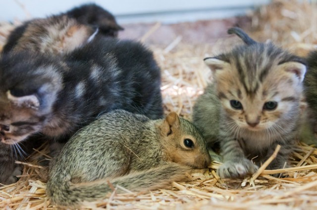 По прозвищу Bushytail ("Пушистый хвост")!