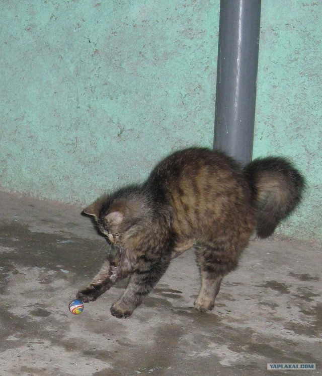 Котовторник 22.05.2012