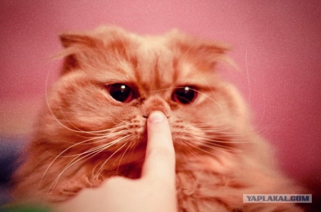 Котовторник 10. 07. 2012