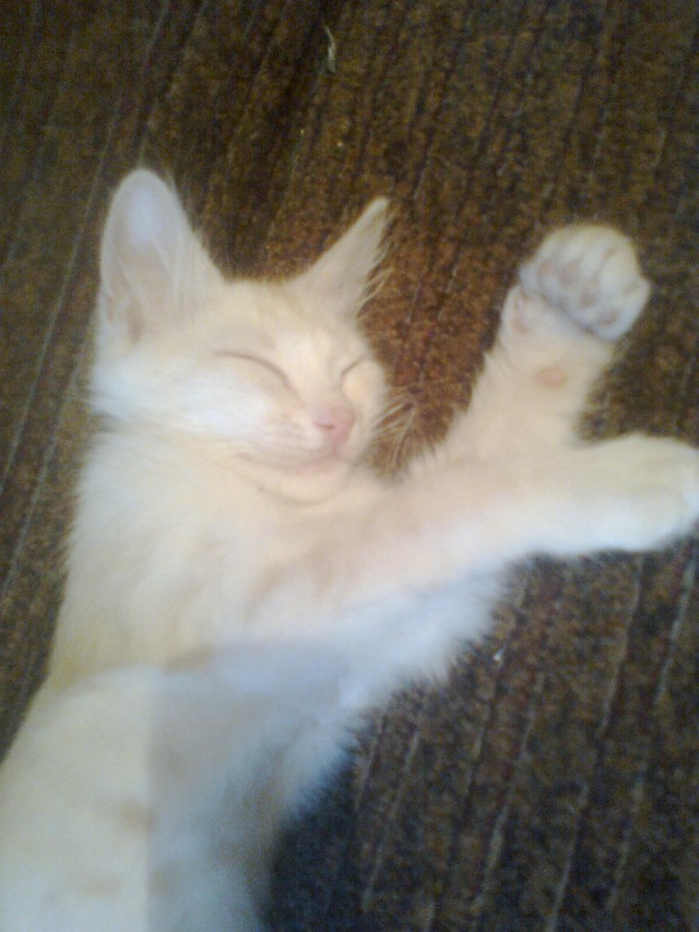 Котовторник 24.07.2012