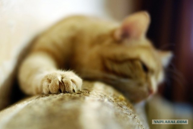 Котовторник 07.08.2012