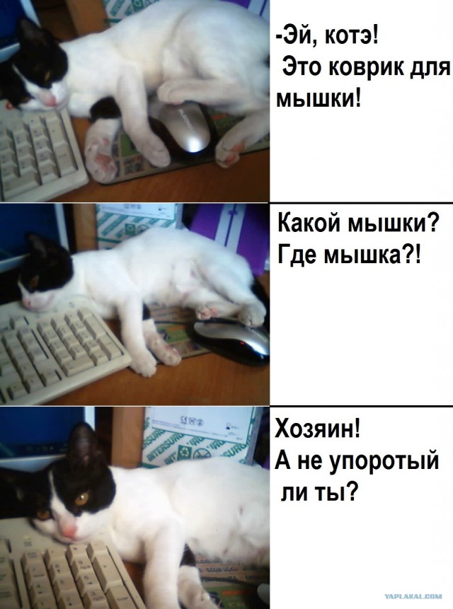 Котовторник  20.11.12