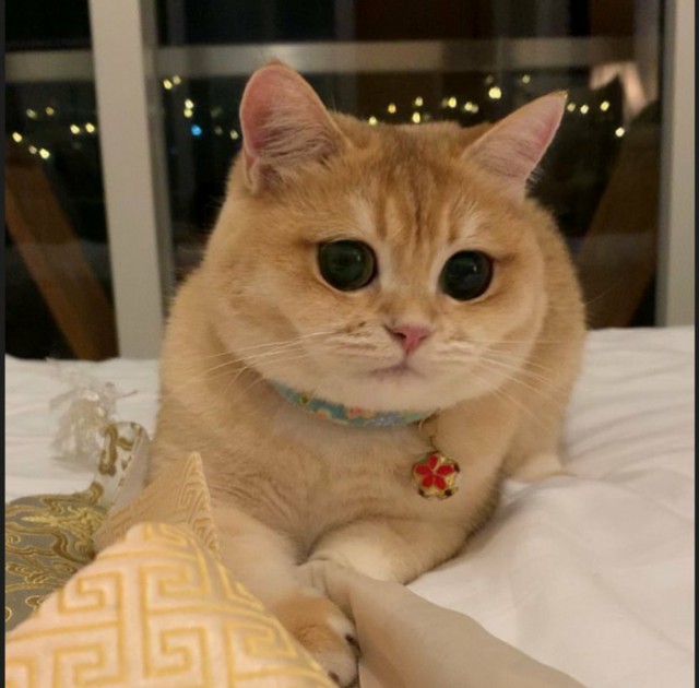 Живность из сети