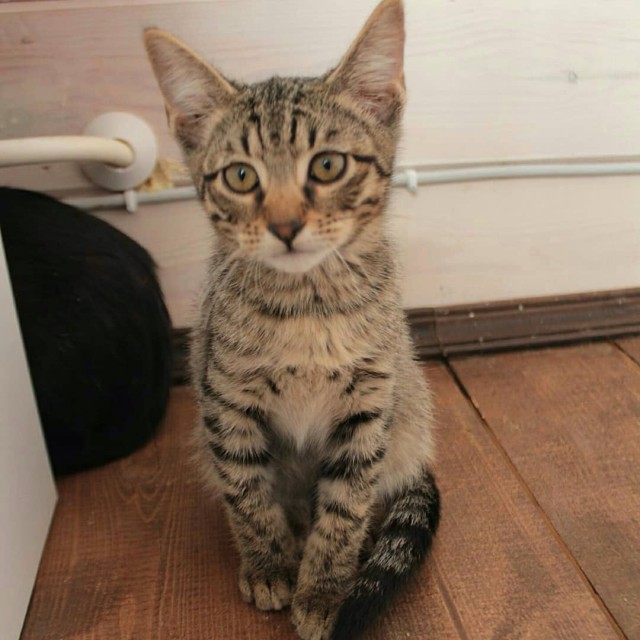 Забавные фото котеек