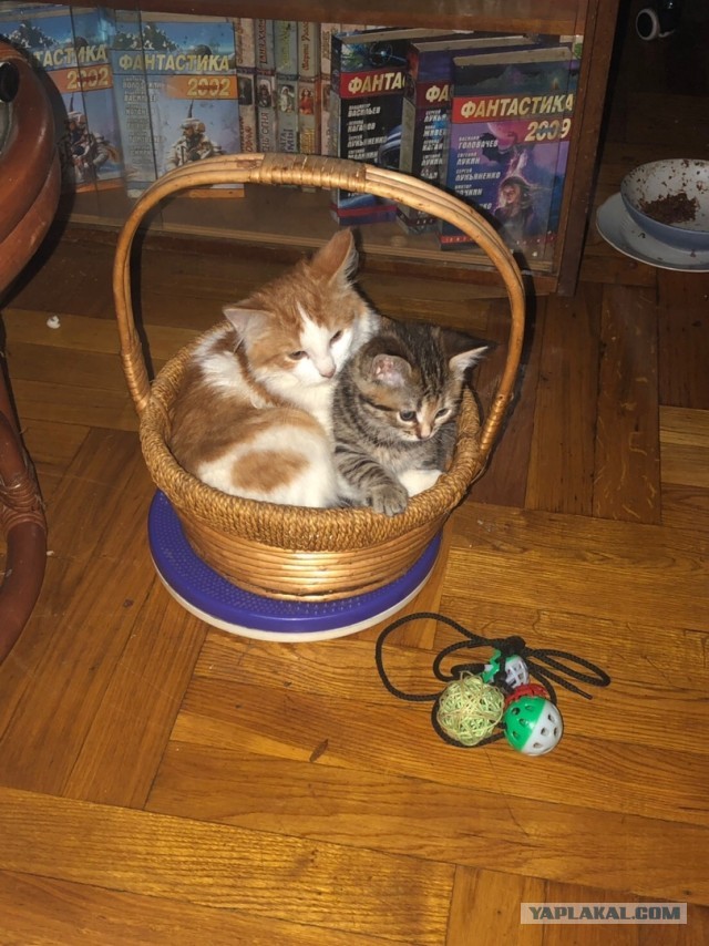 Котовторник. Начало.