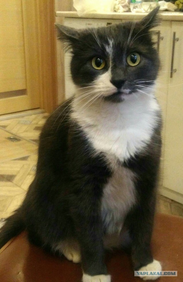 Мой котяра!