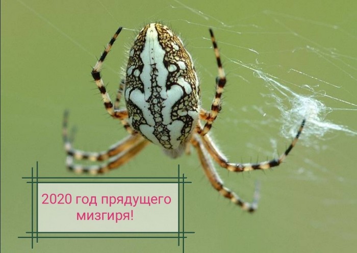 Символ грядущего года уже начал отмечать