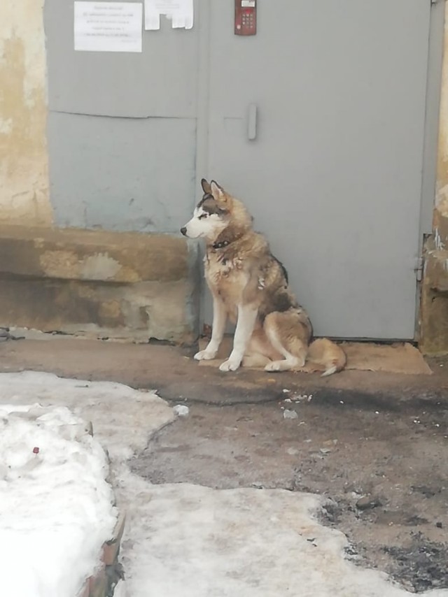 Живность из сети