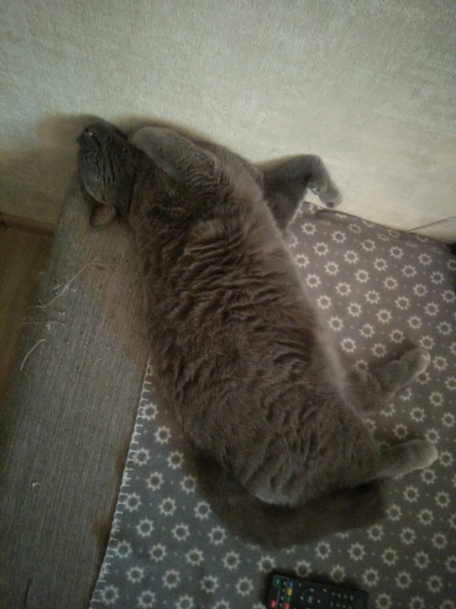 Давайте по котикам, которые с нами на самоизоляции