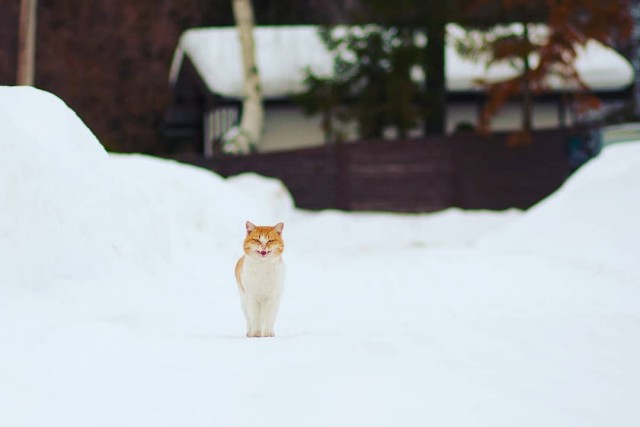 Деревенские котейки