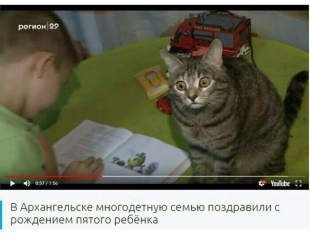 Смешные коты 18.08.20