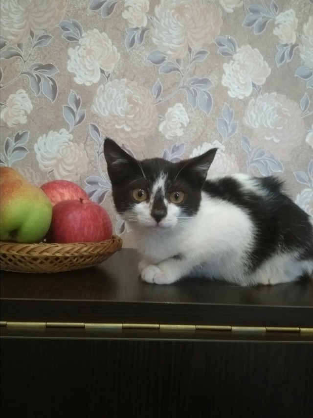 Эти забавные животные
