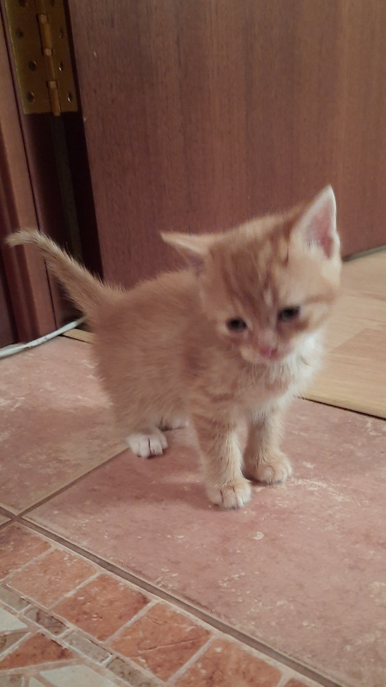 Котовторник 09.02.21. Свежие котики от Нарвского.