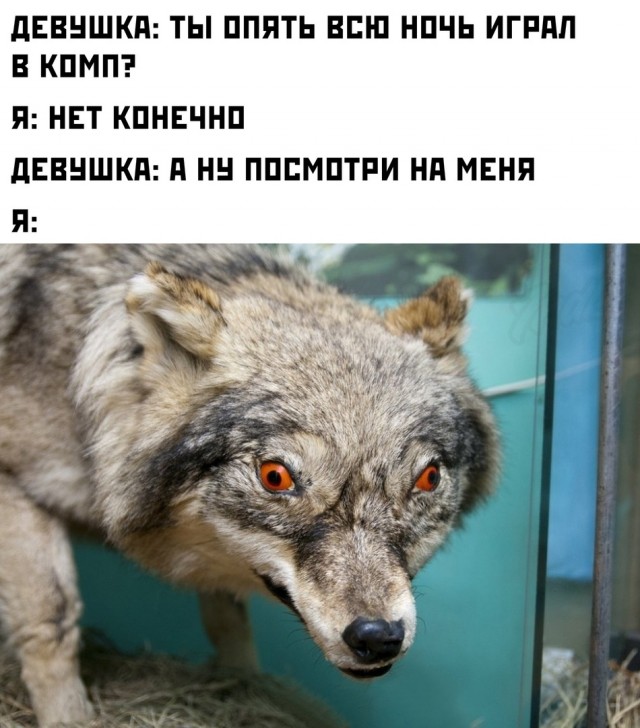 Весёлый полтишок 5.03