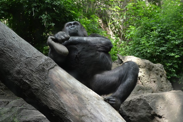 Чеченская текучка кадров